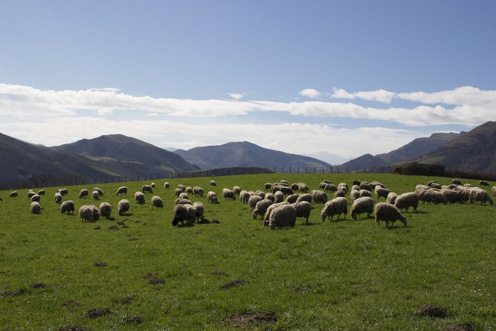 Sabores rurales, entre ovejas y queso